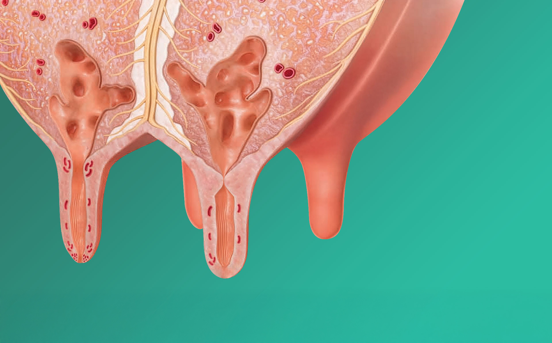 Meme kanalı diyagramı